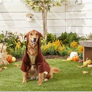 Halloween costume for the doggos🐶